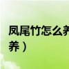 凤尾竹怎么养殖方法和注意事项（凤尾竹怎么养）