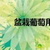 盆栽葡萄用多大的盆合适（盆栽葡萄）