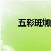 五彩斑斓的珊瑚礁（五彩珊瑚碎片）