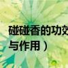 碰碰香的功效与作用怎么养好（碰碰香的功效与作用）