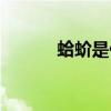 蛤蚧是什么样子（蛤蚧是什么）