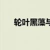 轮叶黑藻与伊乐藻的区别（轮叶黑藻）