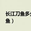 长江刀鱼多少钱一斤2024最新价格（长江刀鱼）