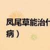 凤尾草能治什么病效果最好（凤尾草能治什么病）