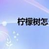 柠檬树怎么养得活（柠檬树怎么养）