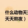 什么动物天天熬夜 答案打一生肖（什么动物天天熬夜）