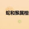 蛇和猴属相合不合（蛇和马属相合不合）