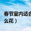 春节室内适合养什么花草（春节室内适合养什么花）