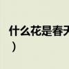 什么花是春天开的黄色的（什么花是春天开的）