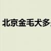 北京金毛犬多少钱一只幼崽（北京金毛犬舍）