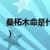 桑柘木命是什么意思啊（桑柘木命是什么意思）
