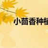 小茴香种植时间和方法（小茴香种植）