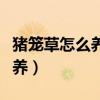 猪笼草怎么养殖方法和注意事项（猪笼草怎么养）