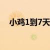小鸡1到7天怎样喂养（小鸡吃什么食物）