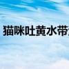猫咪吐黄水带泡沫是怎么回事（猫咪吐黄水）