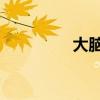 大脑图片 结构图（大脑）