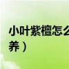 小叶紫檀怎么养才会叶子茂盛（小叶紫檀怎么养）