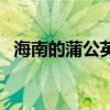 海南的蒲公英长什么样（蒲公英长什么样）