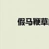 假马鞭草的用途与吃法（假马鞭草）