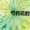 芍药花的种植方法及养护（芍药花）