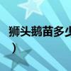 狮头鹅苗多少钱一只斤（狮头鹅苗多少钱一只）