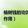 榆树钱的功效与作用及吃法（榆树钱的功效与作用）