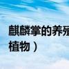 麒麟掌的养殖方法和养殖技巧（麒麟掌是促癌植物）