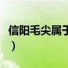 信阳毛尖属于什么茶区（信阳毛尖属于什么茶）