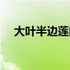 大叶半边莲的功效与作用（大叶半边莲）