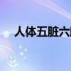 人体五脏六腑构造图表（人体五脏六腑）