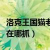 洛克王国猫老大怎么超进化（洛克王国猫老大在哪抓）