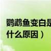 鹦鹉鱼变白是什么原因造成的（鹦鹉鱼变白是什么原因）