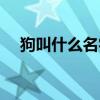 狗叫什么名字招财霸气（狗叫什么名字）
