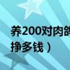 养200对肉鸽一年有利润（养肉鸽300对一年挣多钱）