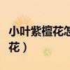 小叶紫檀花怎么养殖放在哪里合适（小叶紫檀花）