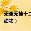 无牵无挂十二生肖是什么动物（无牵无挂打一动物）