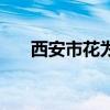 西安市花为什么是石榴花（西安市花）