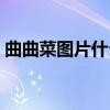 曲曲菜图片什么人吃着菜最好（曲曲菜图片）