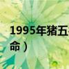 1995年猪五行属什么命（1995年五行属什么命）