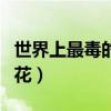 世界上最毒的花是什么花图片（世界上最毒的花）