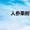 人参果树苗几年结果（人参果树苗）