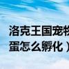 洛克王国宠物蛋孵化老是提示（洛克王国宠物蛋怎么孵化）