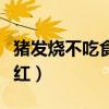猪发烧不吃食身上发红（猪发烧不吃食全身发红）