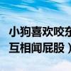 小狗喜欢咬东西是因为什么（狗狗为什么喜欢互相闻屁股）