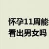 怀孕11周能看出男女吗正常吗（怀孕11周能看出男女吗）