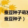 蚕豆种子萌发时所需的养料是由什么提供的（蚕豆种子）