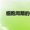 细胞周期的概念是指（细胞周期的概念）