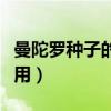 曼陀罗种子的功效与作用（曼陀罗的功效与作用）