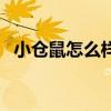 小仓鼠怎么样养（小仓鼠怎么养才不会死）