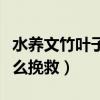 水养文竹叶子发黄怎么挽救（文竹叶子发黄怎么挽救）